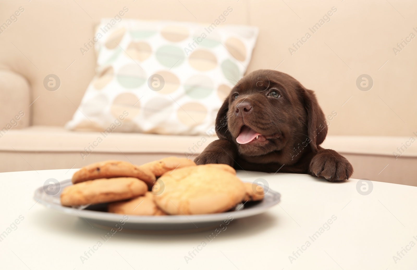 Photo of Chocolate Labrador Retriever puppy near plate with cookies indoors