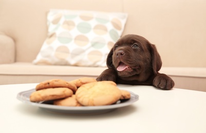 Photo of Chocolate Labrador Retriever puppy near plate with cookies indoors