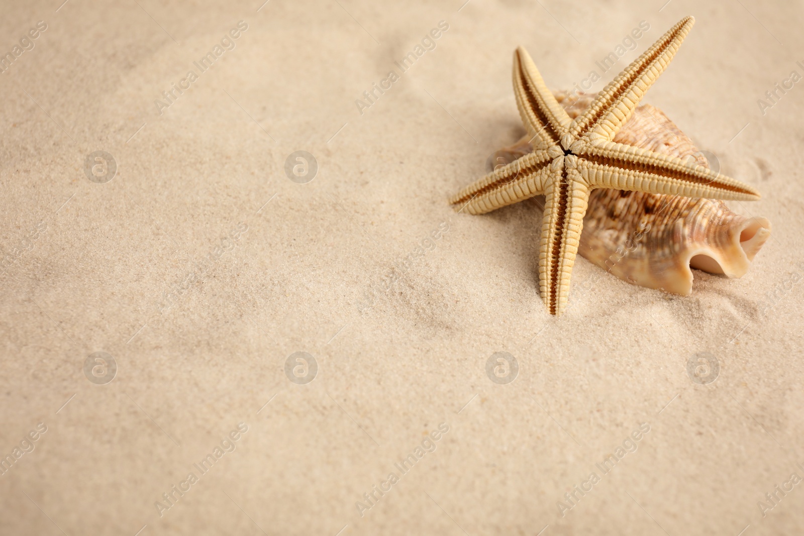 Photo of Beautiful starfish and sea shells on sand, space for text