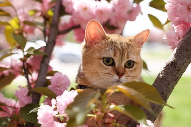 Cute cat among blossoming spring tree branches outdoors