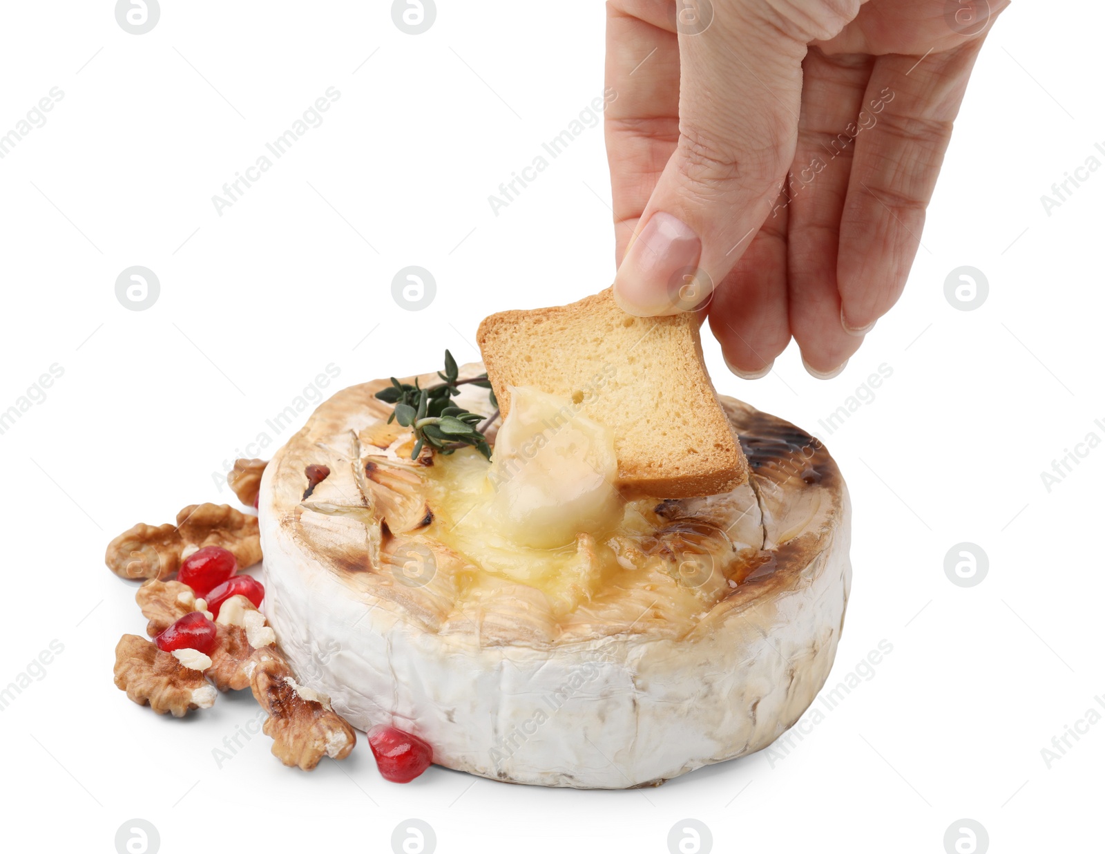 Photo of Woman dipping crouton into tasty baked camembert on white background, closeup