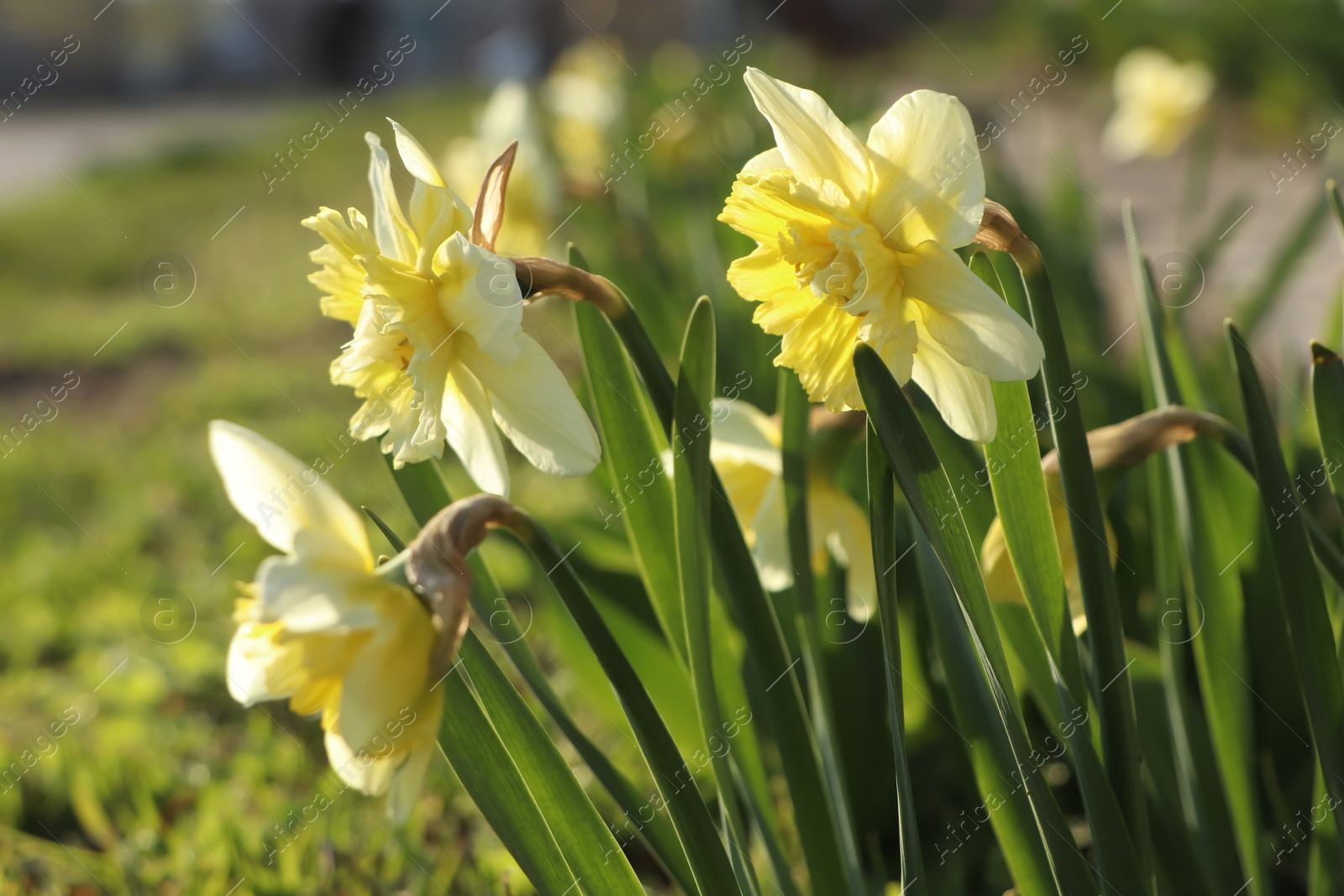 Photo of Beautiful daffodils growing in garden on sunny day