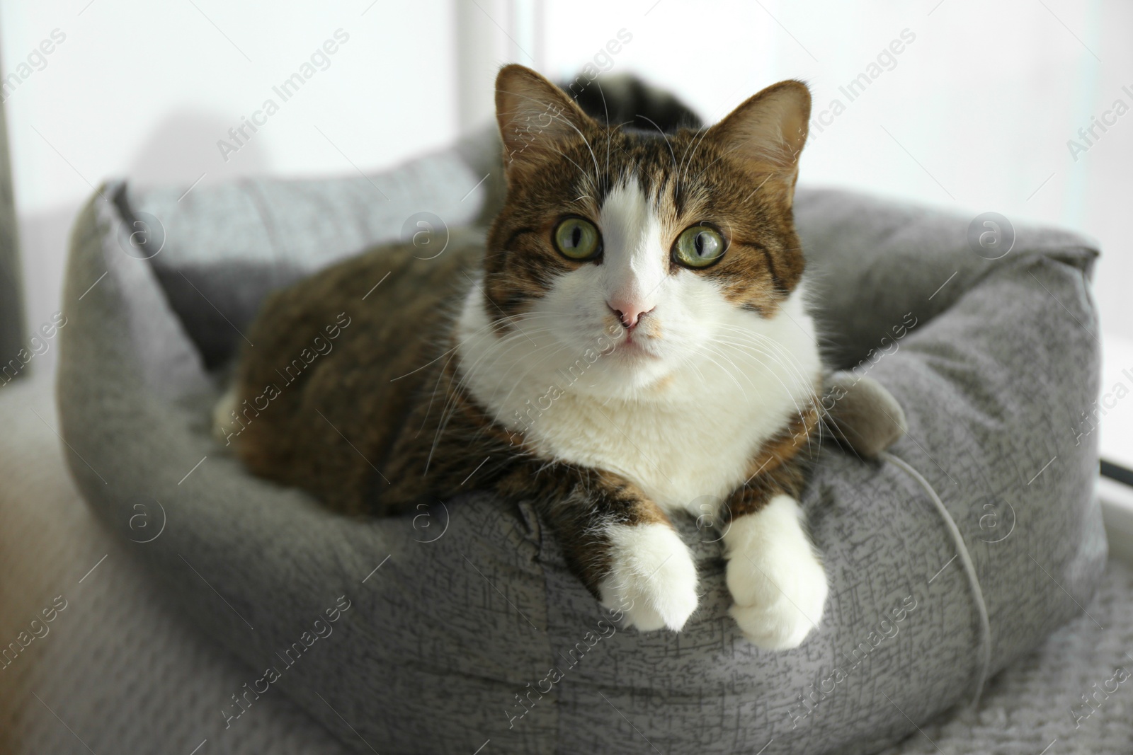 Photo of Cute cat lying on pet bed at home