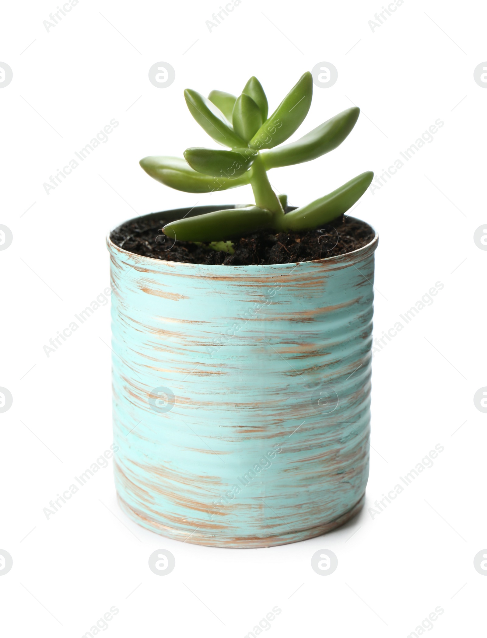 Photo of Beautiful succulent plant in painted tin can isolated on white. Home decor