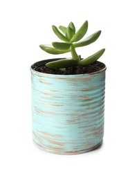 Beautiful succulent plant in painted tin can isolated on white. Home decor