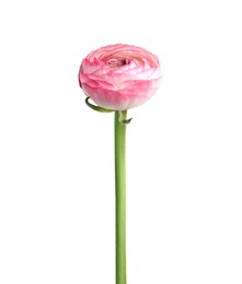 Photo of Beautiful fresh ranunculus flower isolated on white