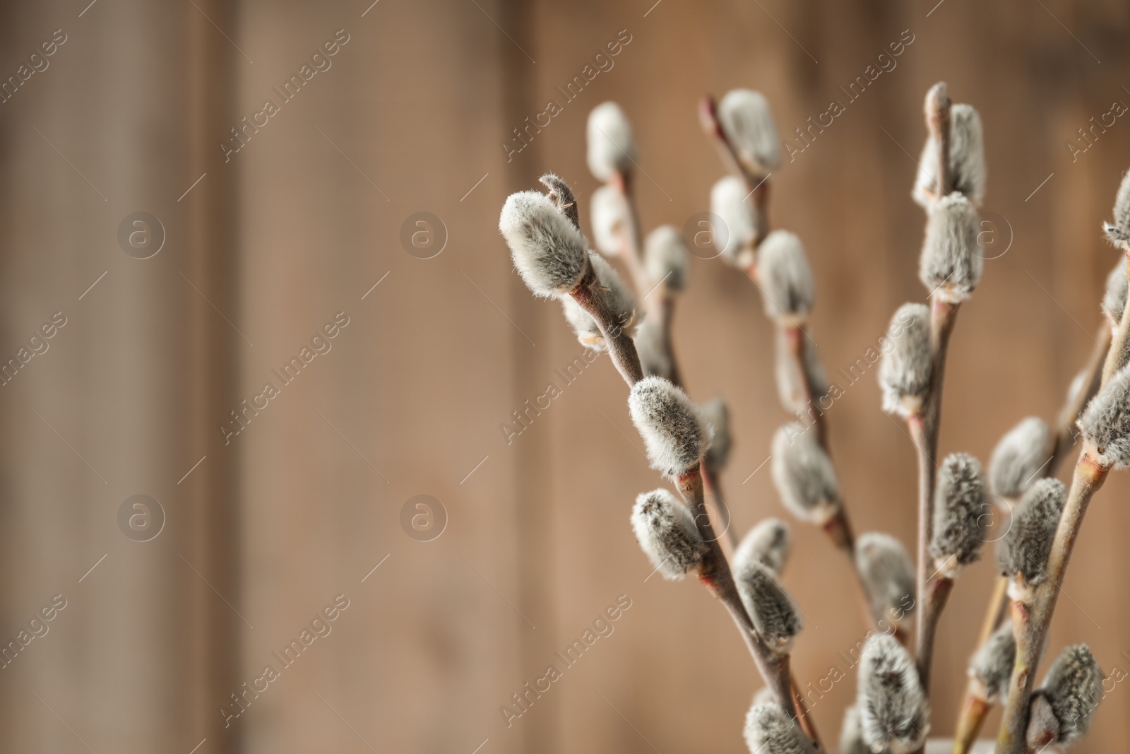 Photo of Beautiful bouquet of pussy willow branches on wooden background, closeup. Space for text