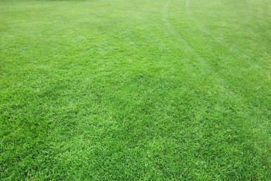 Photo of Beautiful freshly cut green lawn as background