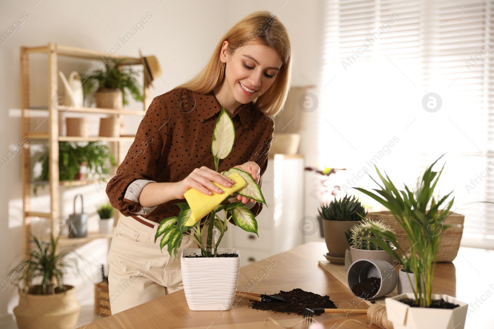 Photo of Young woman wiping Dieffenbachia plant at home. Engaging hobby