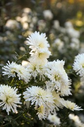 Beautiful chrysanthemum flowers growing on blurred background