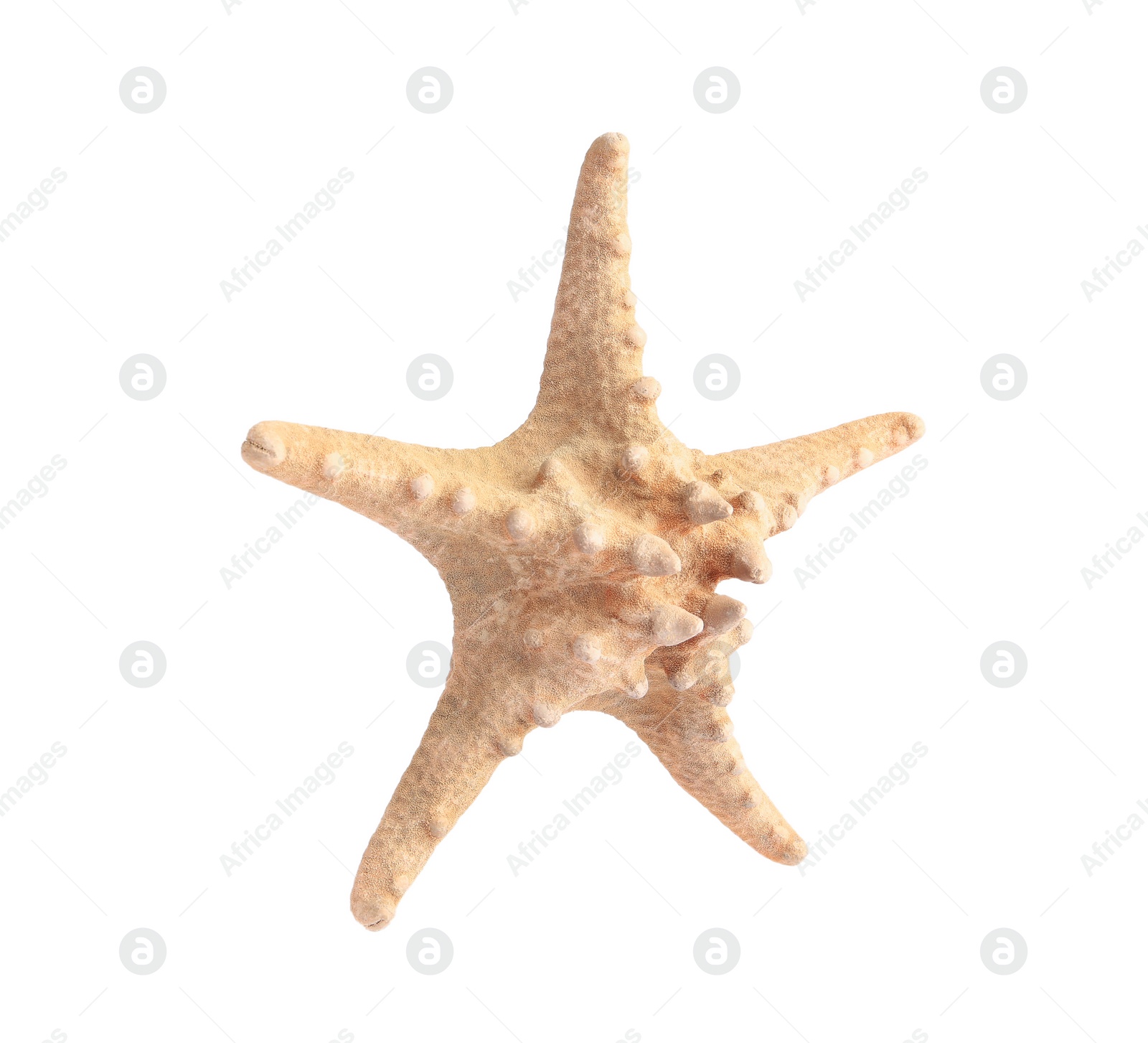 Photo of Beautiful sea star (starfish) isolated on white