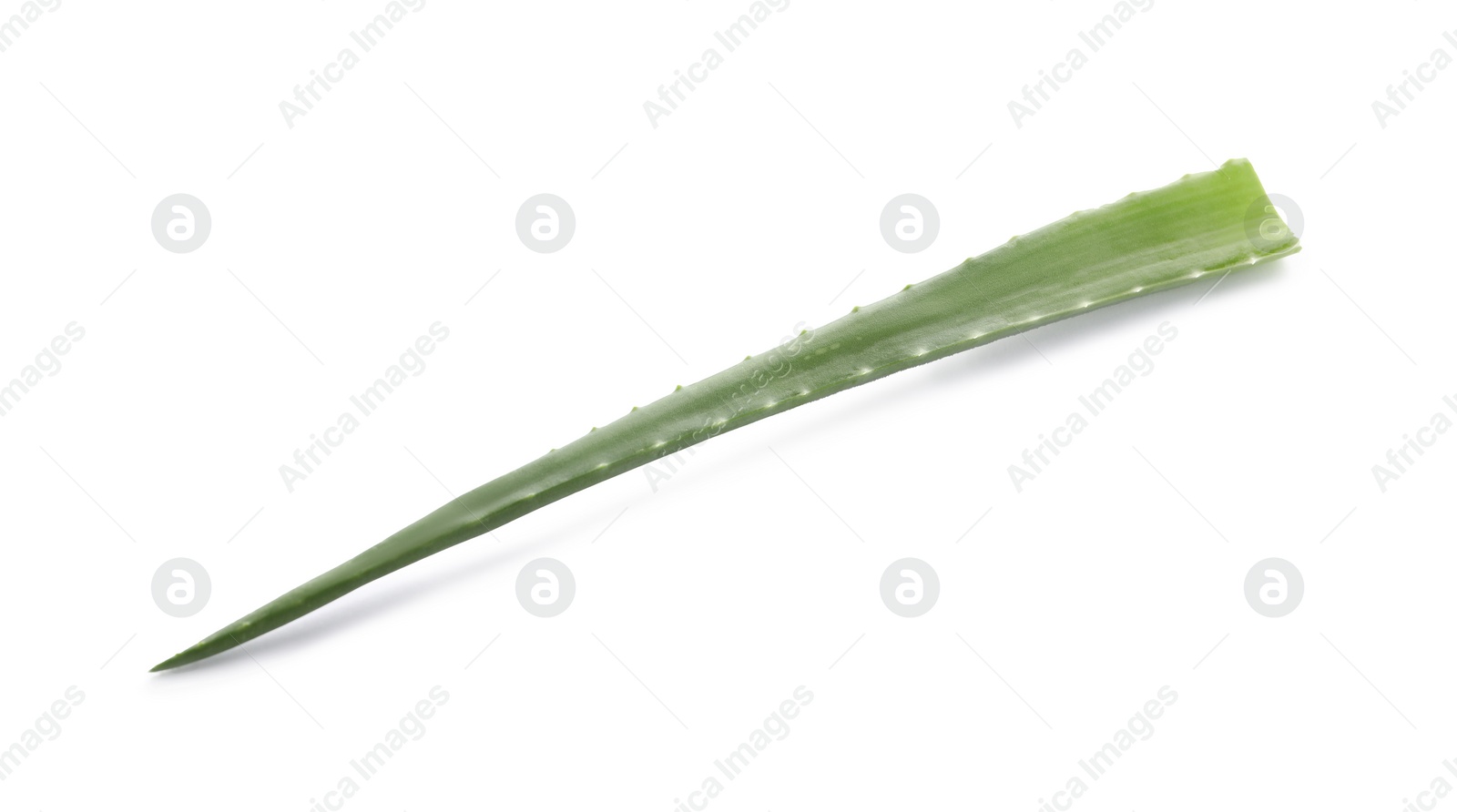 Photo of Green aloe vera leaf isolated on white, above view