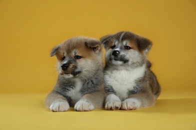 Adorable Akita Inu puppies on yellow background
