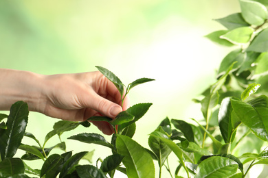 Photo of Farmer picking green tea leaves against light background, closeup