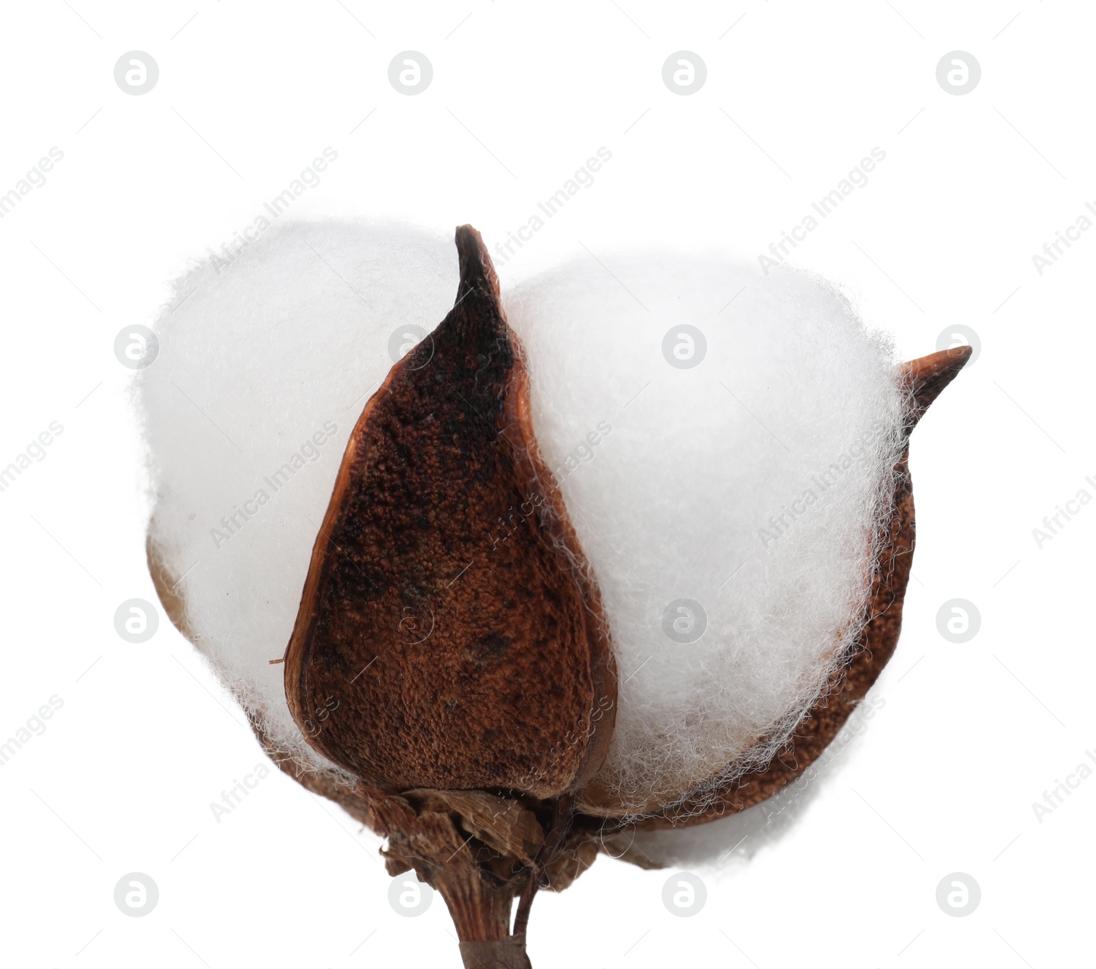 Photo of Beautiful fluffy cotton flower isolated on white