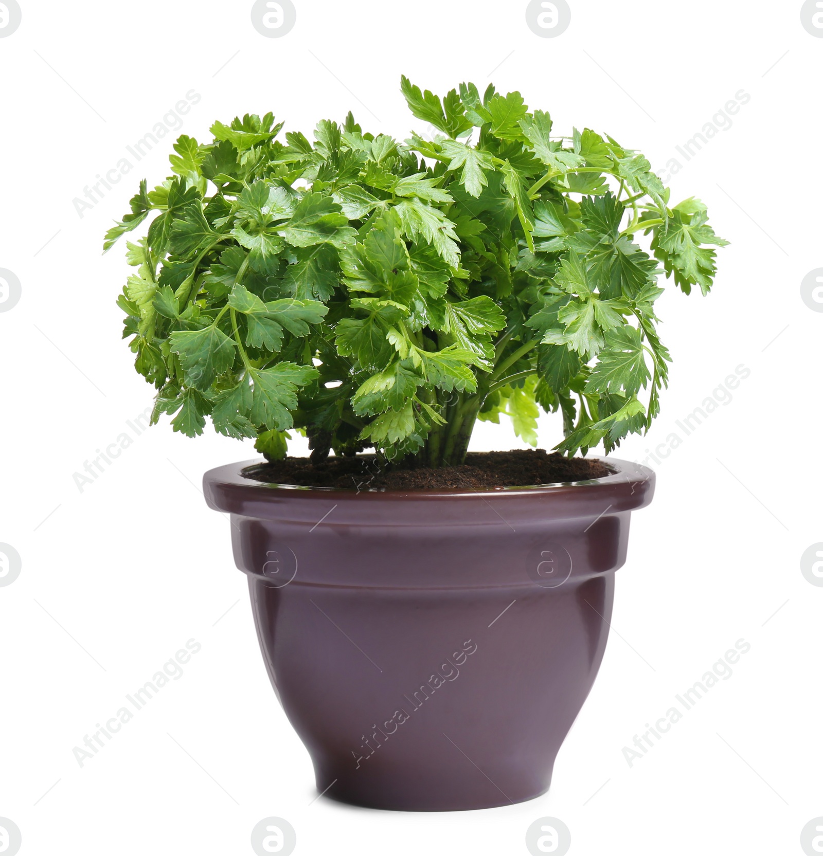 Photo of Fresh green organic parsley in pot on white background