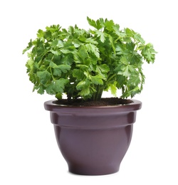 Fresh green organic parsley in pot on white background