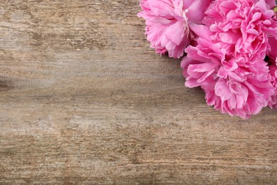 Beautiful pink peonies on wooden table, top view. Space for text