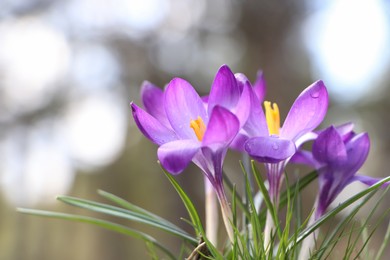 Photo of Fresh purple crocus flowers growing on blurred background