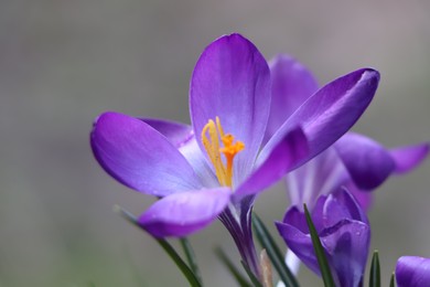 Photo of Fresh purple crocus flowers growing on blurred background, closeup