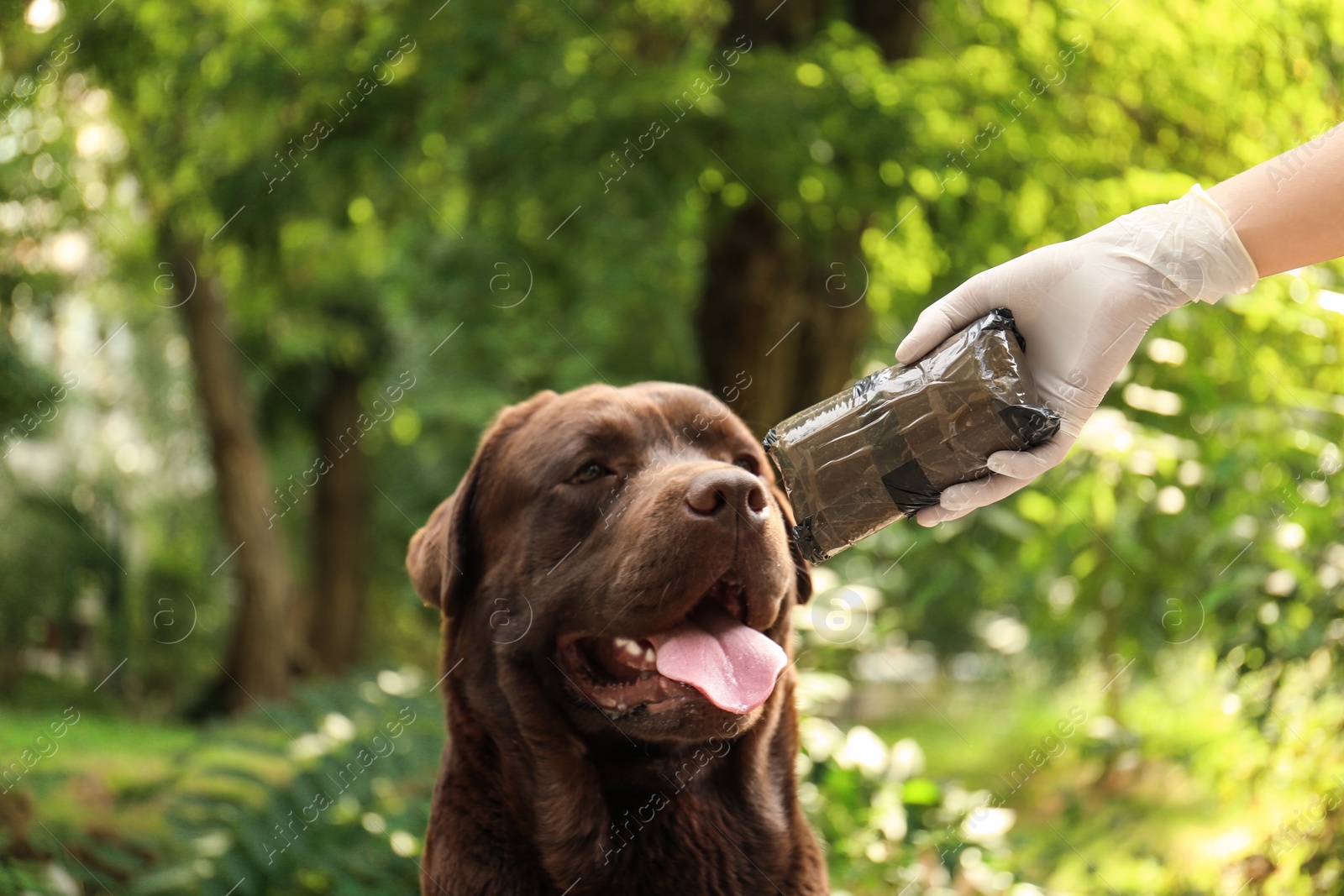 Photo of Detection Labrador dog sniffing pack with drugs outdoors