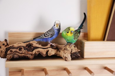 Photo of Beautiful bright parrots on shelf indoors. Cute pets