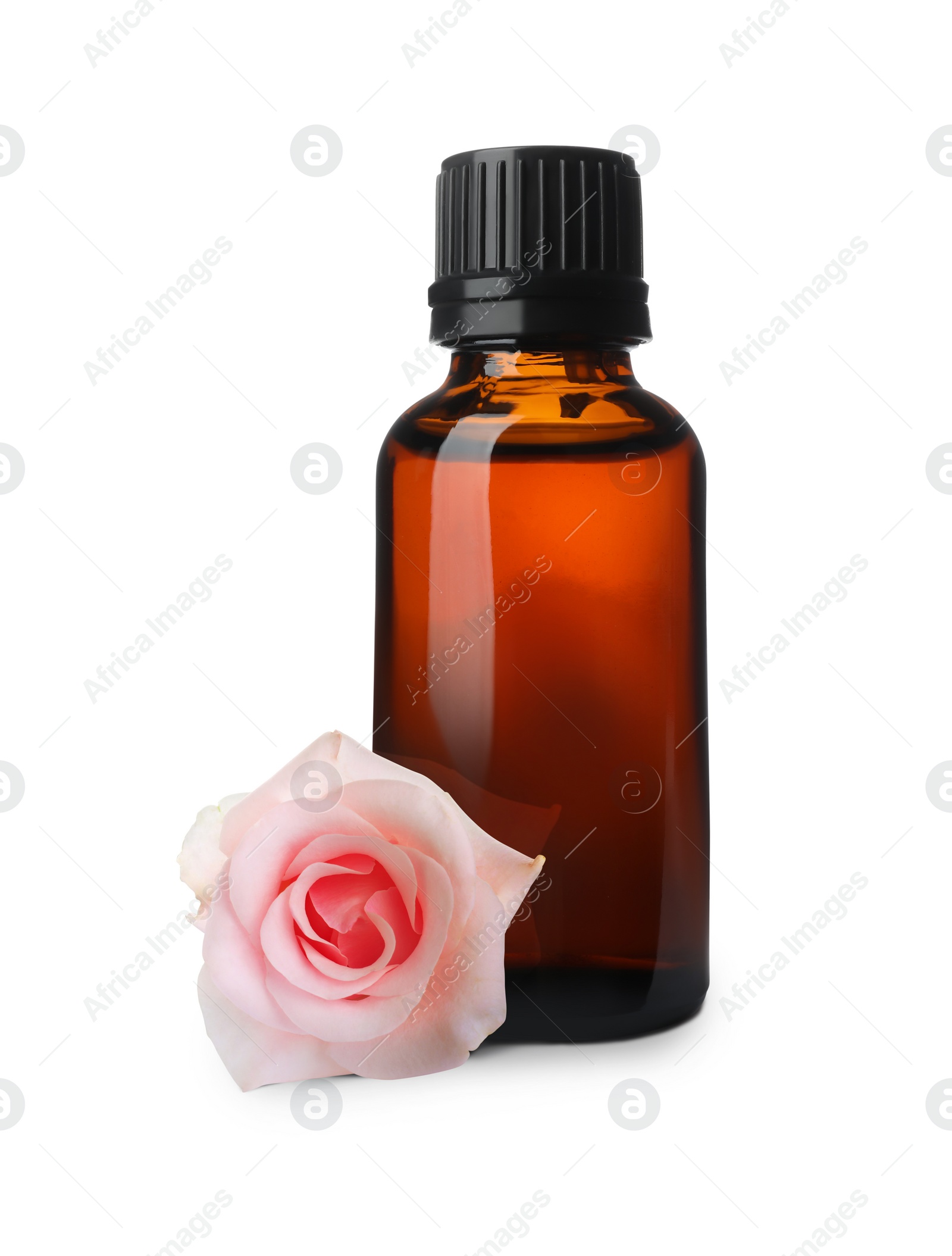 Image of Bottle of rose essential oil and flower on white background