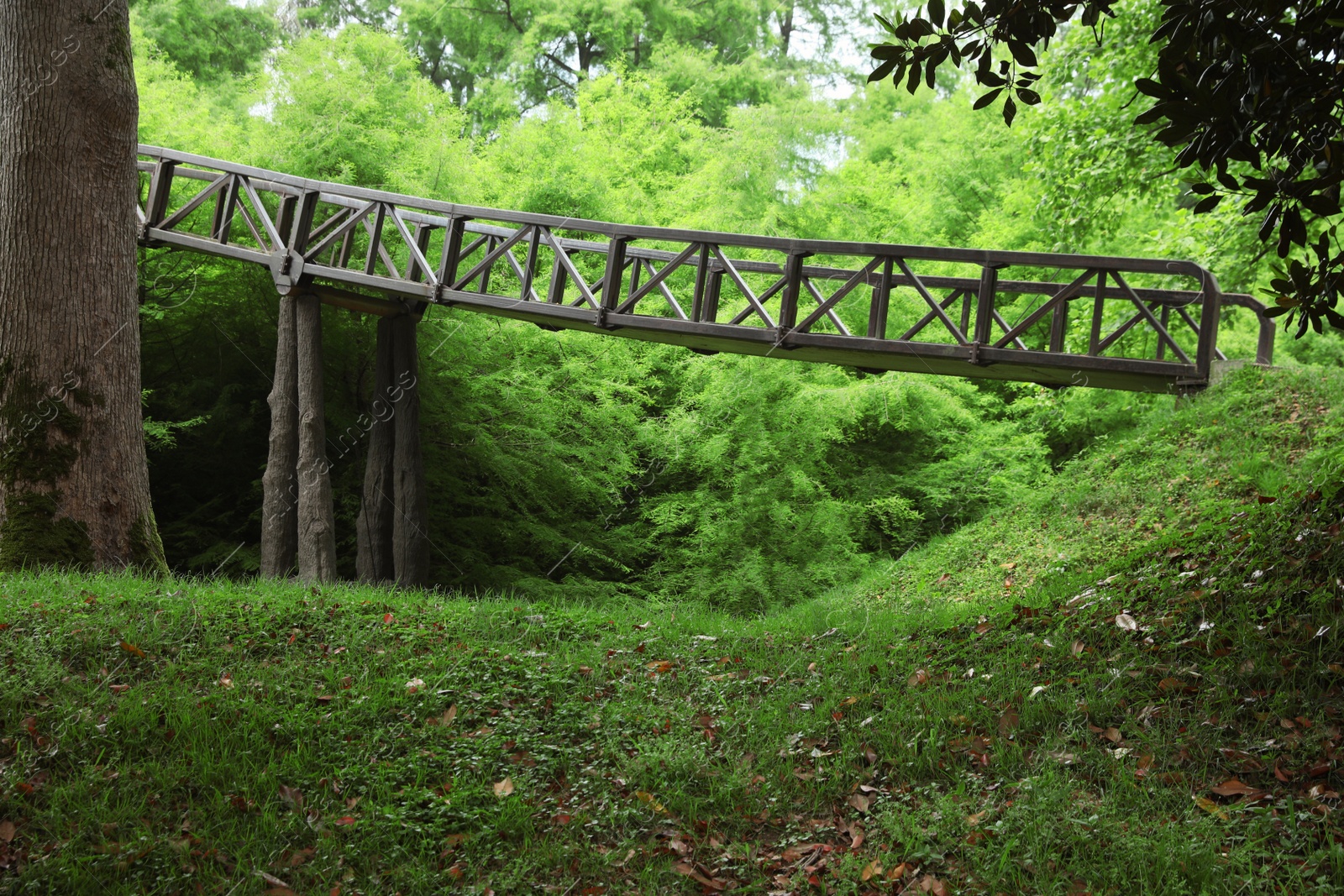 Photo of Picturesque view of tranquil park with green plants and bridge