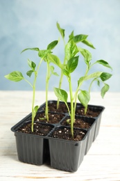 Vegetable seedlings in plastic tray on wooden table against blue background