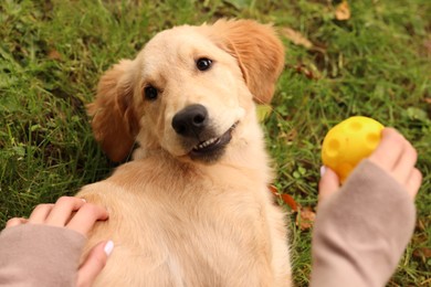 Woman playing with adorable Labrador Retriever puppy on green grass in park, above view