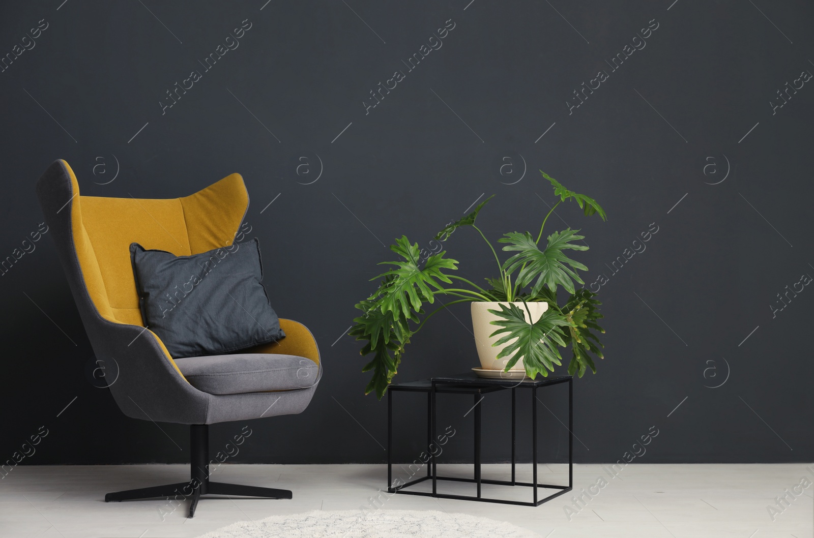 Photo of Stylish room interior with comfortable armchair and plant near black wall