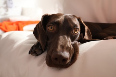 Photo of Adorable German Shorthaired Pointer dog lying on soft cushion indoors, closeup