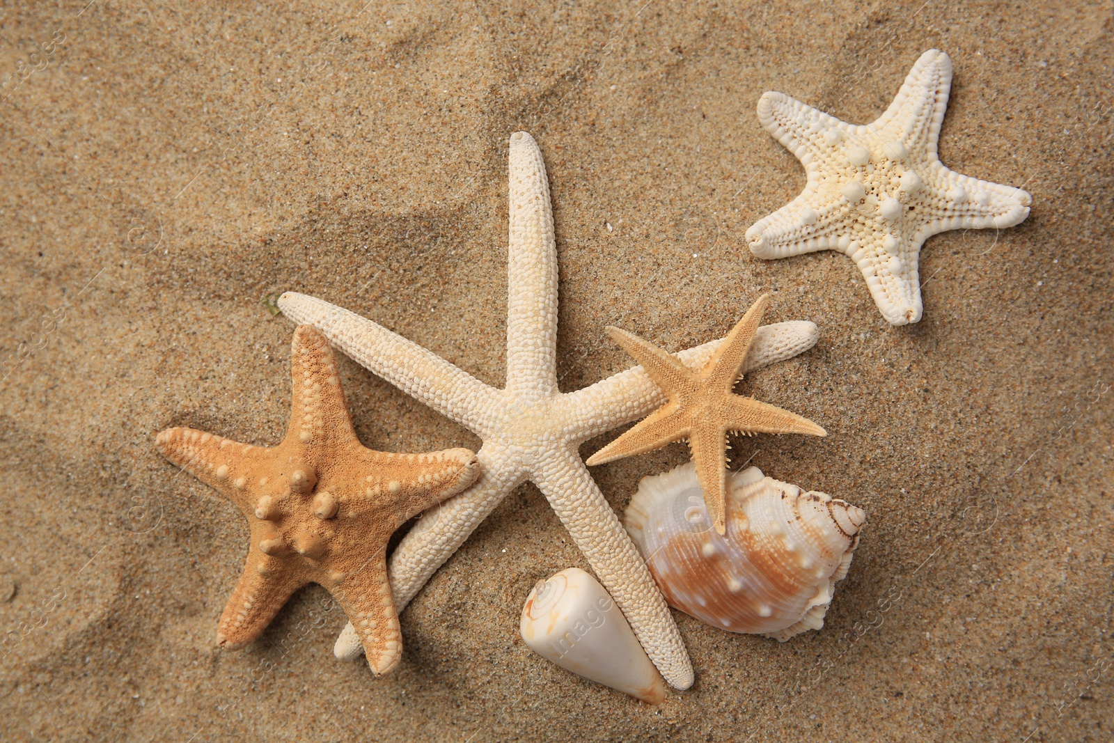 Photo of Beautiful starfishes and sea shells on sand, flat lay
