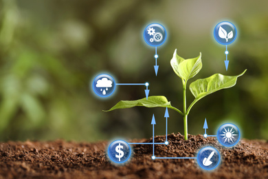 Image of Modern technology in agriculture. Green seedling and icons