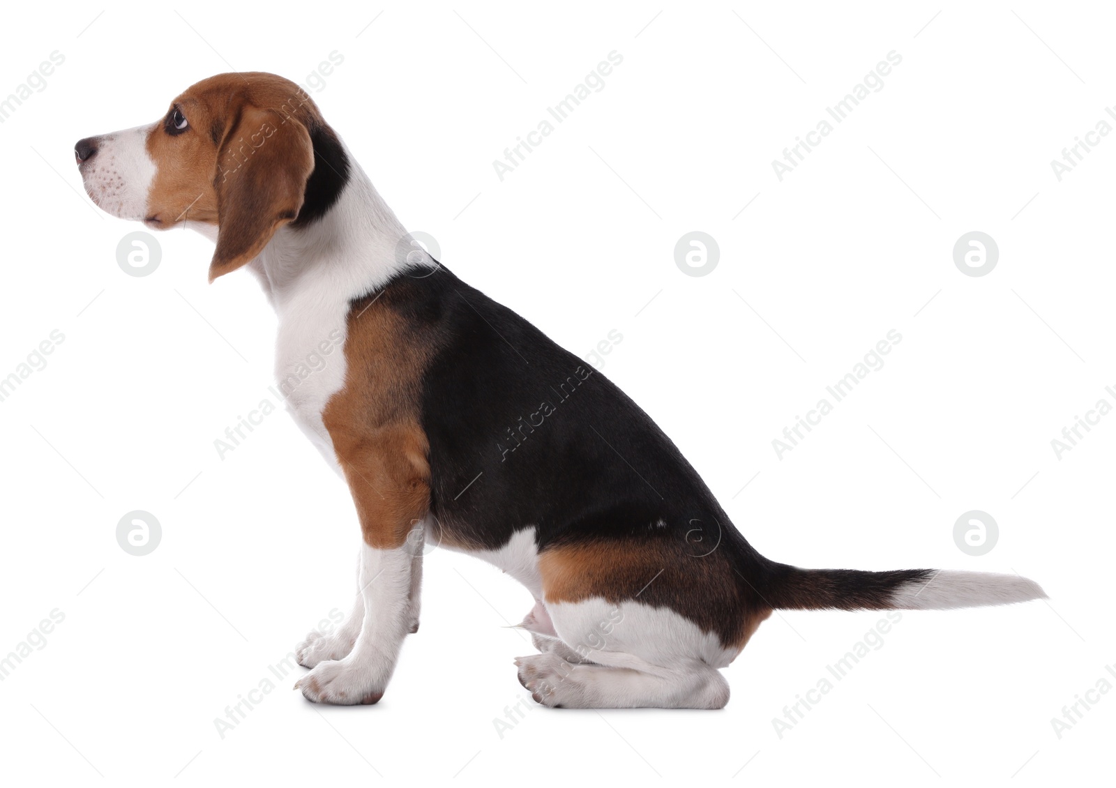 Photo of Cute Beagle puppy on white background. Adorable pet