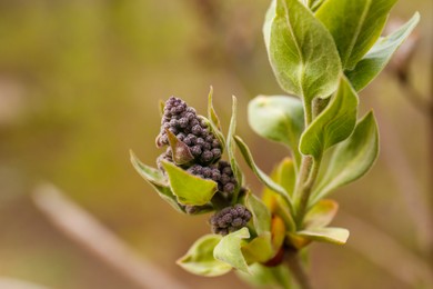 Photo of Beautiful lilac bud growing outdoors, closeup. Spring season