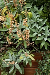 Beautiful sage with green leaves growing outdoors