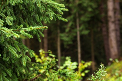 Beautiful fir with green branches in forest, closeup