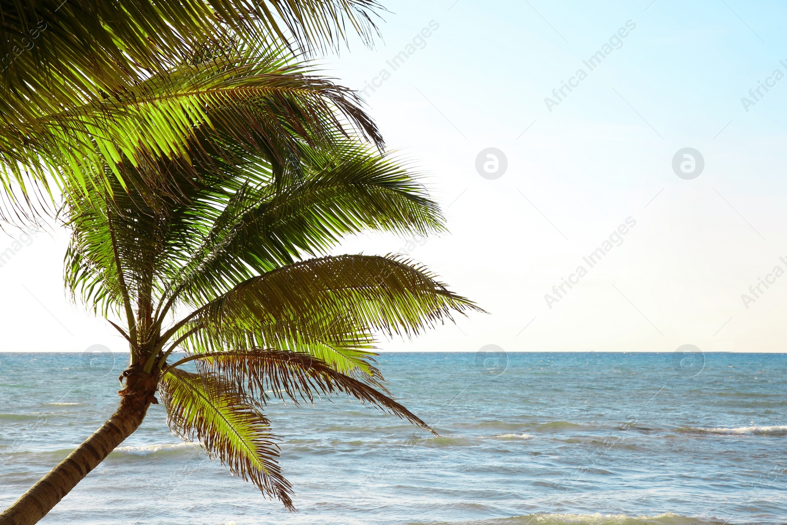 Photo of Beautiful palm trees with green leaves near sea