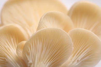 Macro view of fresh oyster mushrooms as background