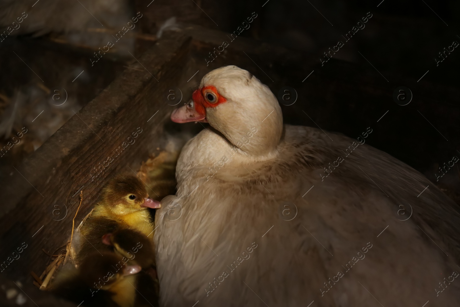 Photo of Cute little ducklings with mother indoors. Baby animals