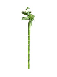 Photo of Beautiful green bamboo stem on white background