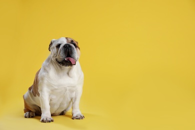 Photo of Adorable funny English bulldog on yellow background, space for text