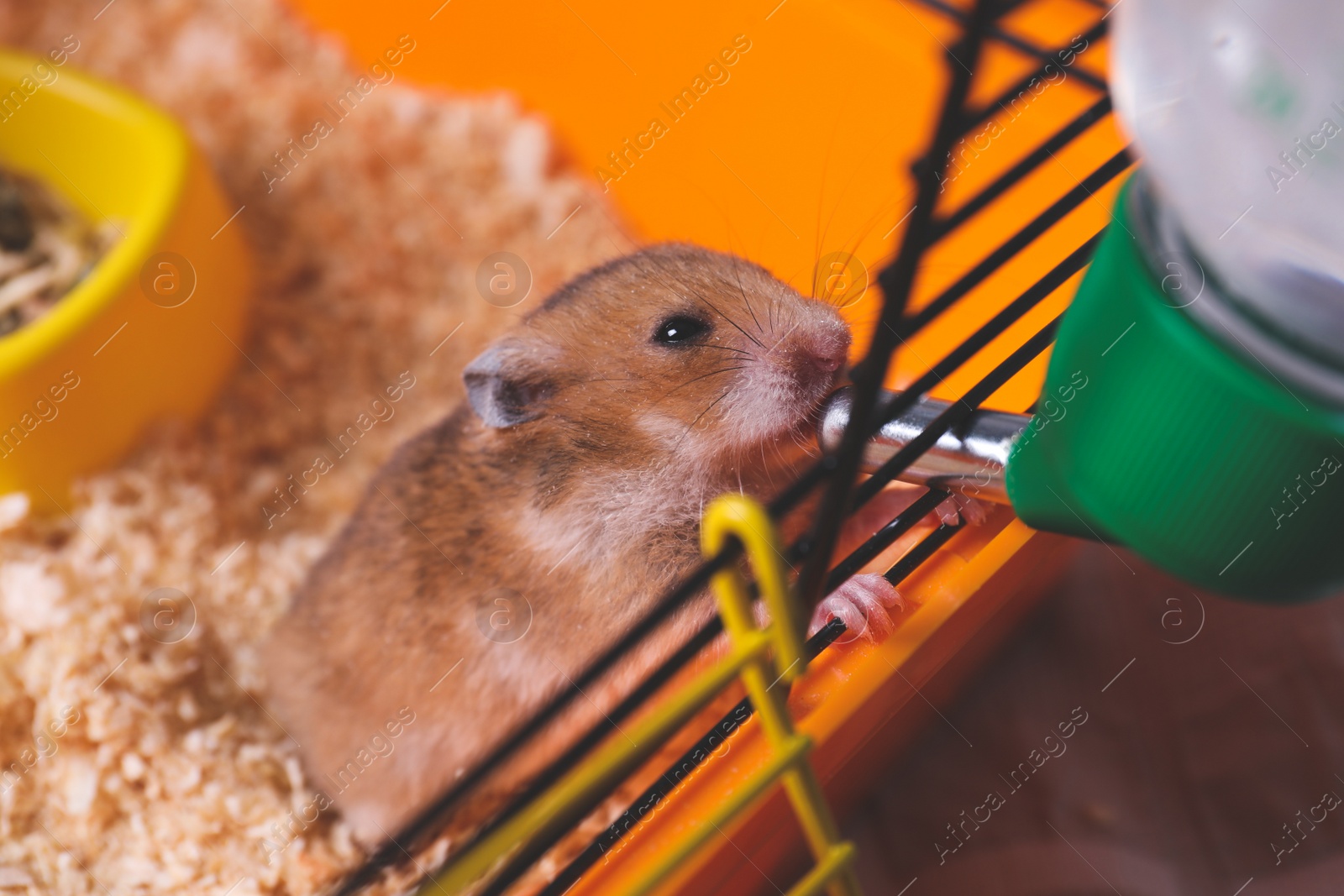 Photo of Cute little fluffy hamster drinking in cage