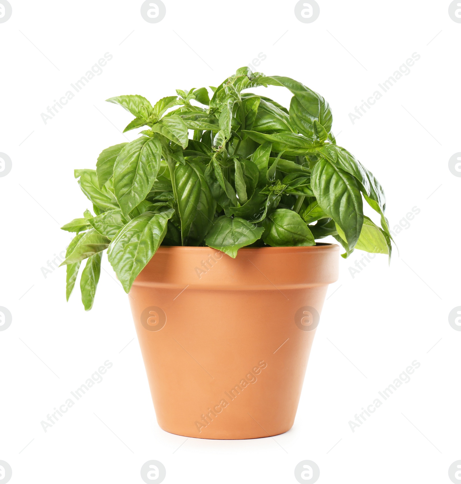 Photo of Lush green basil in pot isolated on white