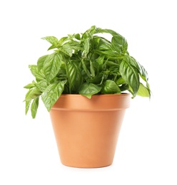 Lush green basil in pot isolated on white