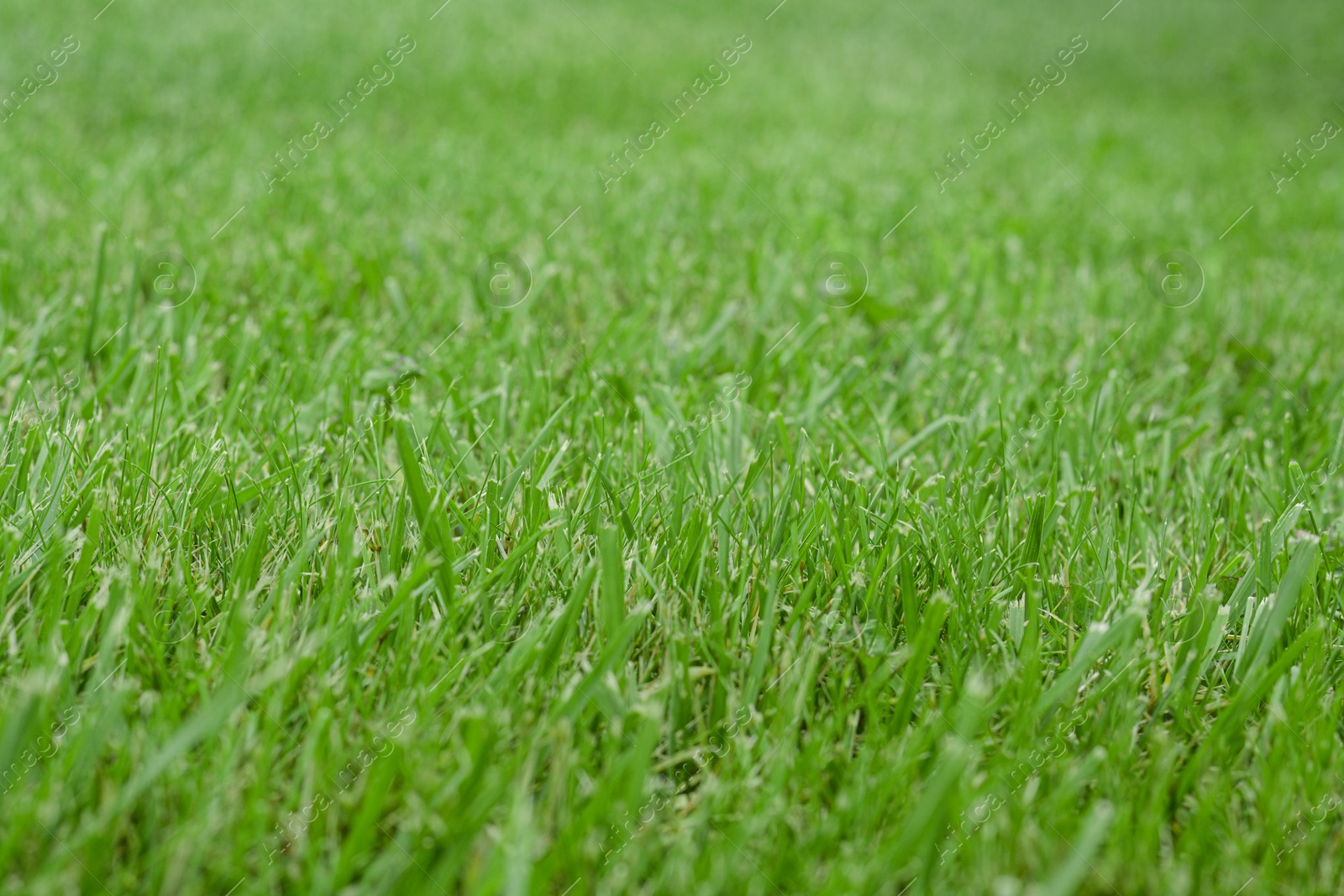 Photo of Beautiful green grass as background, closeup view