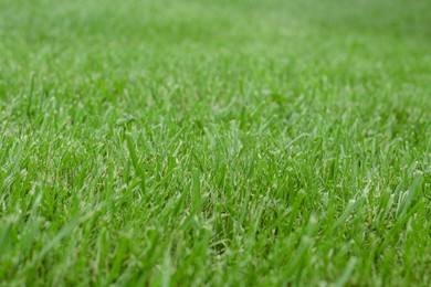 Photo of Beautiful green grass as background, closeup view
