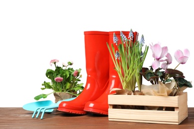 Composition with plants and gardening tools on table against white background