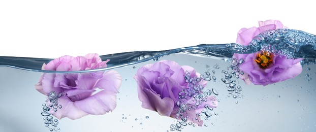 Image of Beautiful violet Eustoma flower buds in water on white background